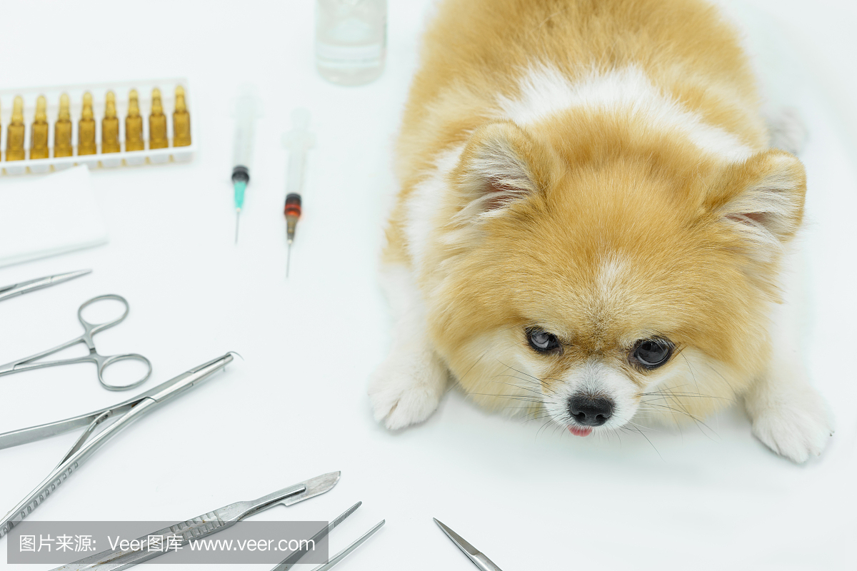 一只博美犬坐在白色地板上,手上拿着模糊的手术材料,动脉钳,痉挛,药物和注射器。兽医、外科、医学、宠物、动物、保健理念。