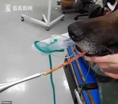狗狗鼻孔里莫名流血 医生取出一根10厘米长竹签